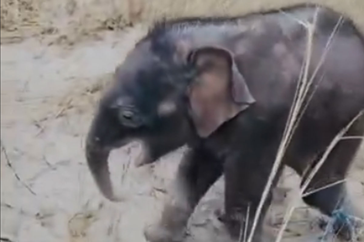 Elephant calf rescued from Teesta, mother comes to visit
