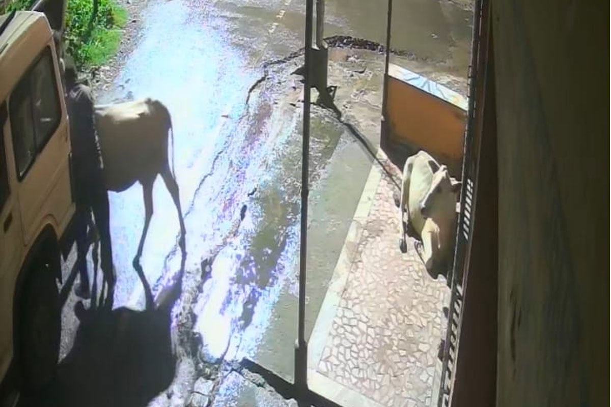 রাস্তায় বসেছিল গরু, ঝাপিয়ে পড়ে টাটা সুমোয় তুলে নিল দুই ব্য়ক্তি, তারপর…