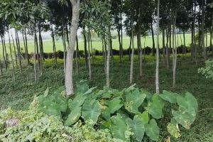 নেই বিল্ডিং, ফাঁকা জমিতে ভর্তি আগাছা, সরকারি খাতায় থাকলেও বাস্তবে অস্তিত্বই নেই হুগলির মাদ্রাসার