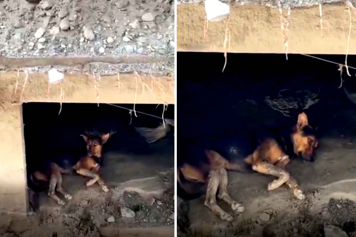 নেপালের বন্যায় ভেসে গিয়েছে বাসস্থান, নিখোঁজ প্রভু! ধ্বংসস্তূপে ঠায় অপেক্ষা কুকুরের