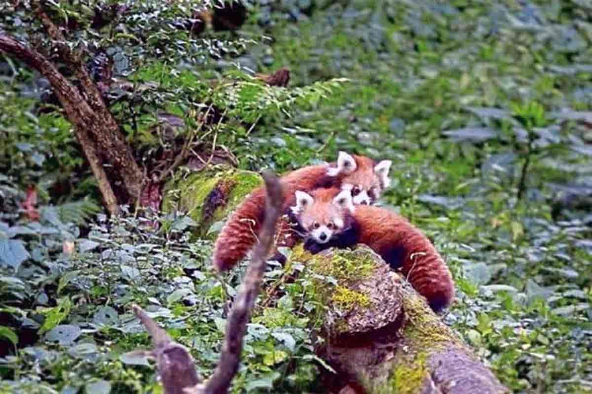 6 red panda born in Sikkim Himalayan Zoological Park
