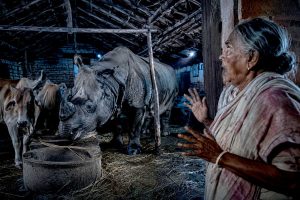গোয়ালঘরে গরুর পাশেই অতিকায় গণ্ডার, মাঝরাতে শিউরে উঠলেন বৃদ্ধা! তারপর…