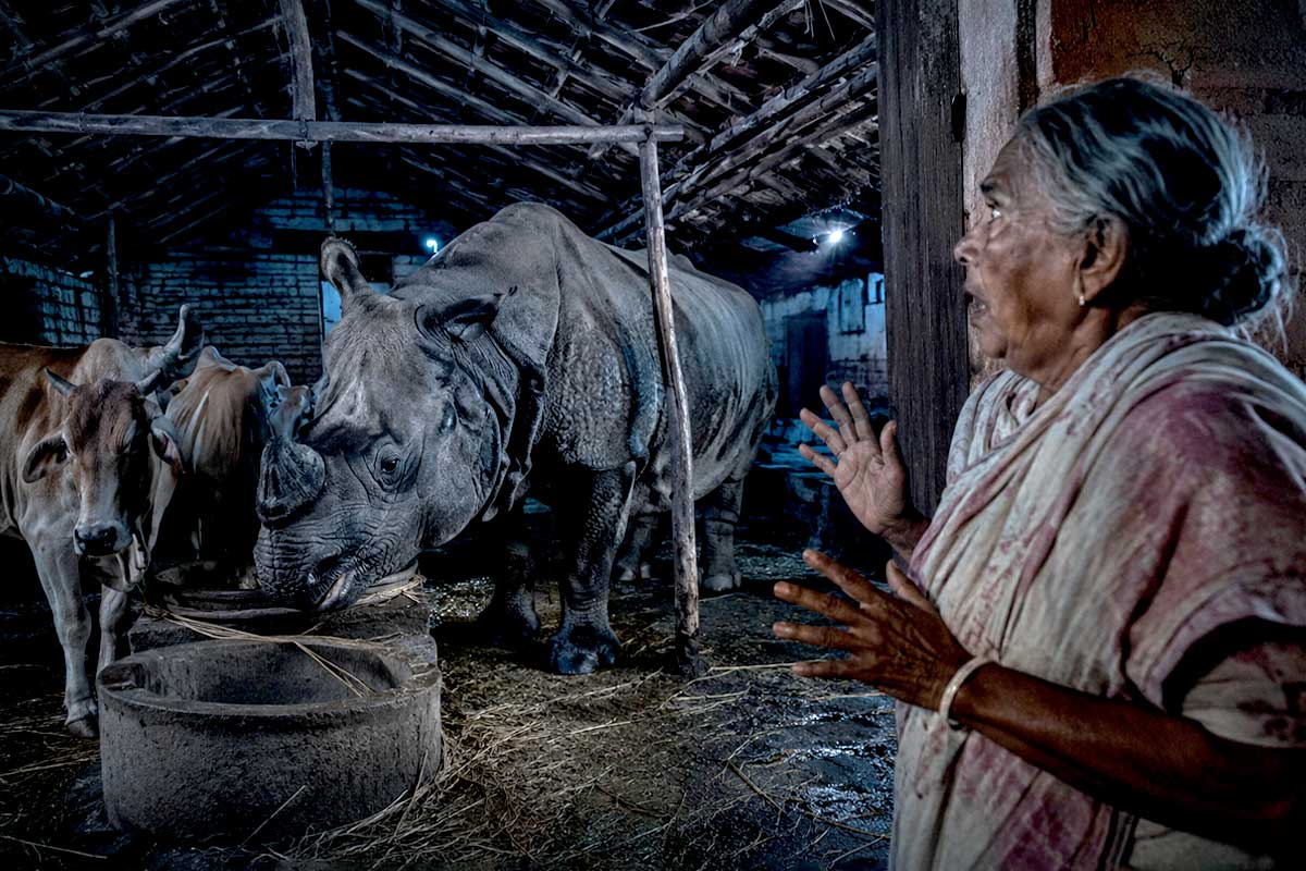 গোয়ালঘরে গরুর পাশেই অতিকায় গণ্ডার, মাঝরাতে শিউরে উঠলেন বৃদ্ধা! তারপর…