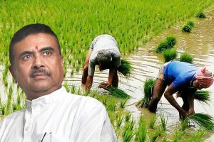 লাভের গুড় খেয়ে যায় ফড়েরা! ‘সরাসরি ধান কিনবে সরকার’, চাষিদের পাশে ‘বন্ধু’ শুভেন্দু