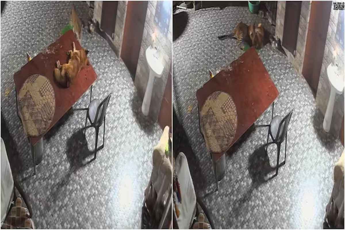 মাঝরাতে নিরীহ পোষ্যের উপর হামলা ‘বাহুবলি’ চিতাবাঘের, ২৫ সেকেন্ডের লড়াইয়ে ঘুরল খেলা! কীভাবে?