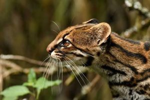 খোঁজ মিলল নতুন প্রজাতির বিড়ালের! এক শতক পেরিয়ে বিরাট সাফল্য জীববিজ্ঞানীদের