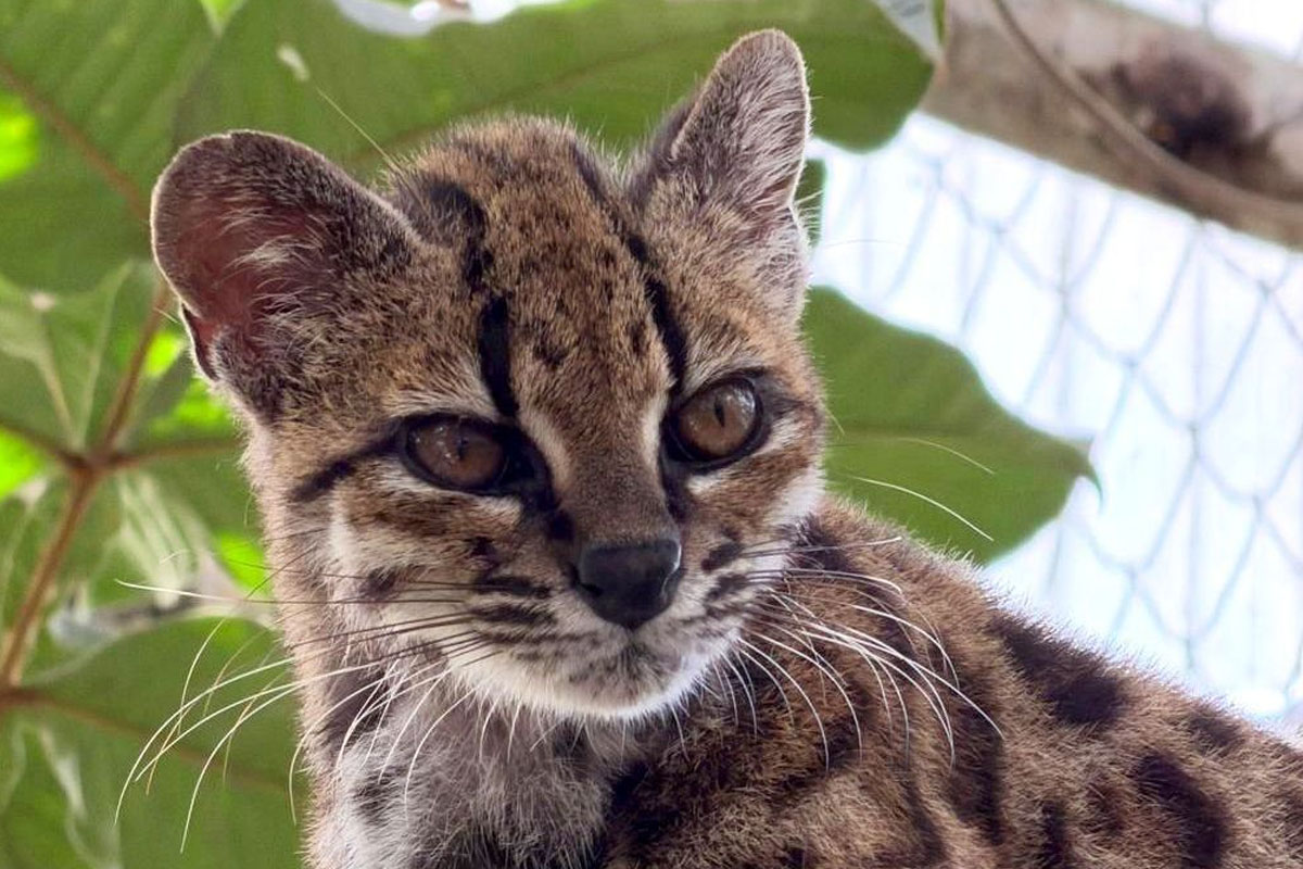 Meet The Tiny Tilcayo: A New Wild Cat Species From Bolivia