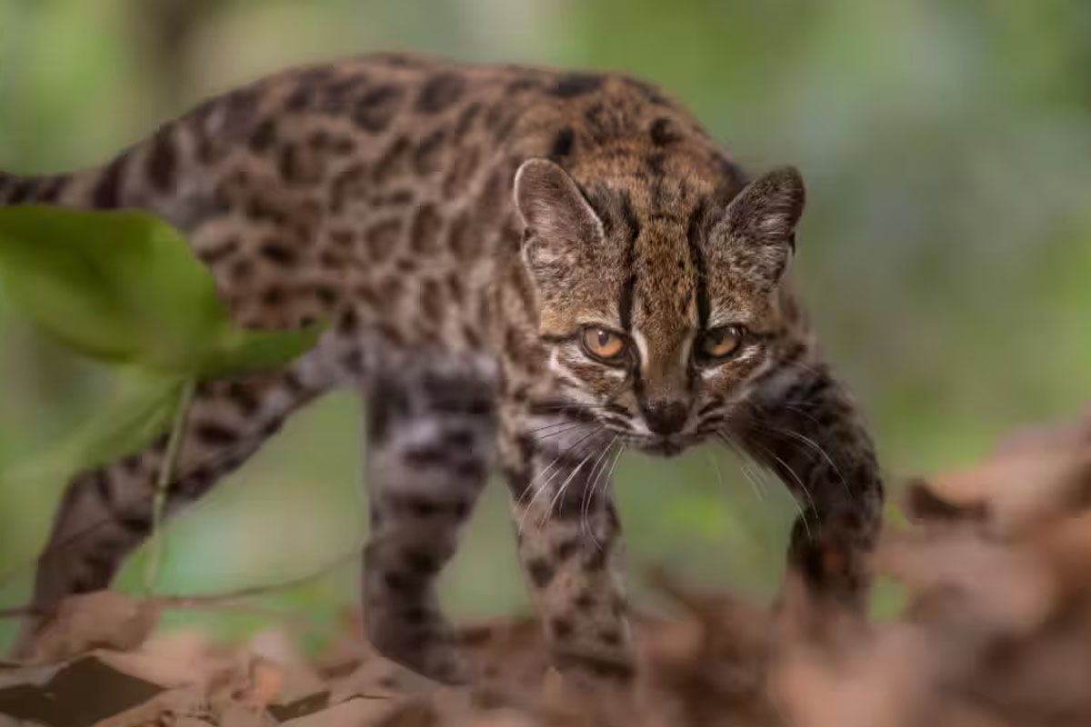 Meet The Tiny Tilcayo: A New Wild Cat Species From Bolivia