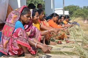 বাংলার বাবুই ঘাস কিনছে ভিনরাজ্য, পুজোর মুখে কপাল ফিরল কৃষকদের