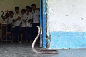 ক্লাসের মধ্যে ফণা তুলে দাঁড়িয়ে বিষাক্ত গোখরো! আতঙ্কে পড়াশোনা শিকেয় ধূপগুড়ির স্কুলে