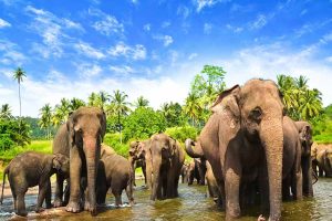পুজোয় পুরী যাওয়ার পথে একরাত কাটুক জঙ্গলে, সাফারিতে দেখা পেতে পারেন হাতিরও