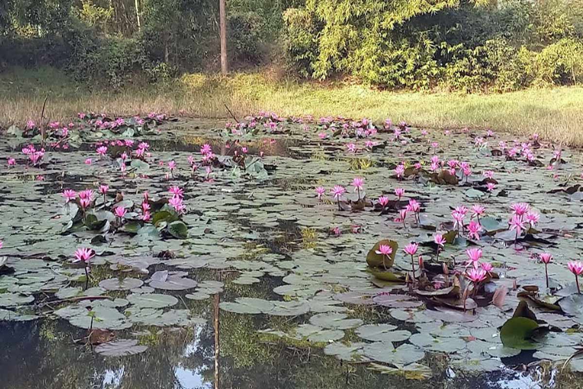 পুজোর আগে শালুক তুলতে গিয়ে মর্মান্তিক পরিণতি! লতায় পা জড়িয়ে পুকুরে ডুবে মৃত্যু প্রৌঢ়ের