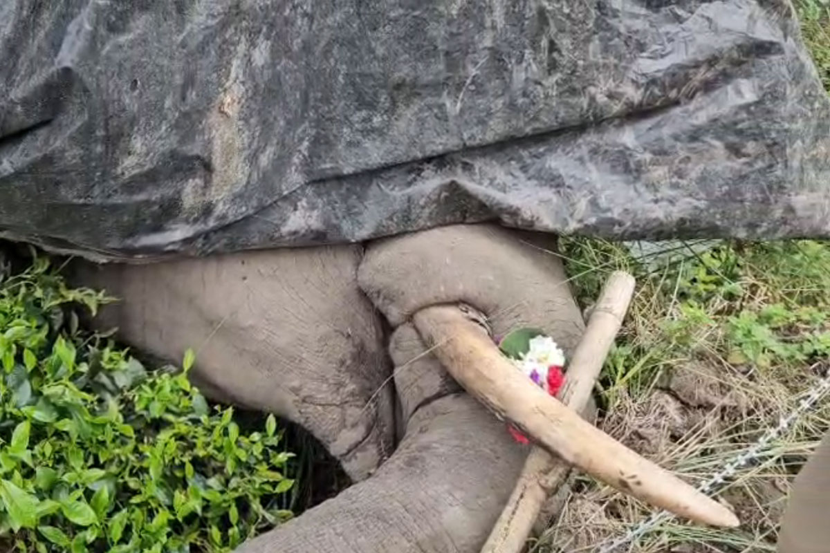 Elephant dies of electrocution in Jalpaiguri