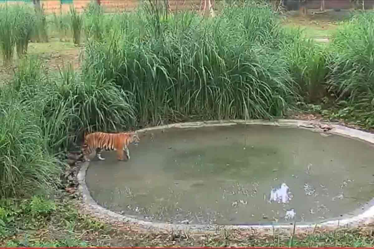 মুখ্যমন্ত্রীর হাত ধরে ফের বক্সায় ফিরছে বাঘিনির গর্জন, পরানো হল রেডিও কলার
